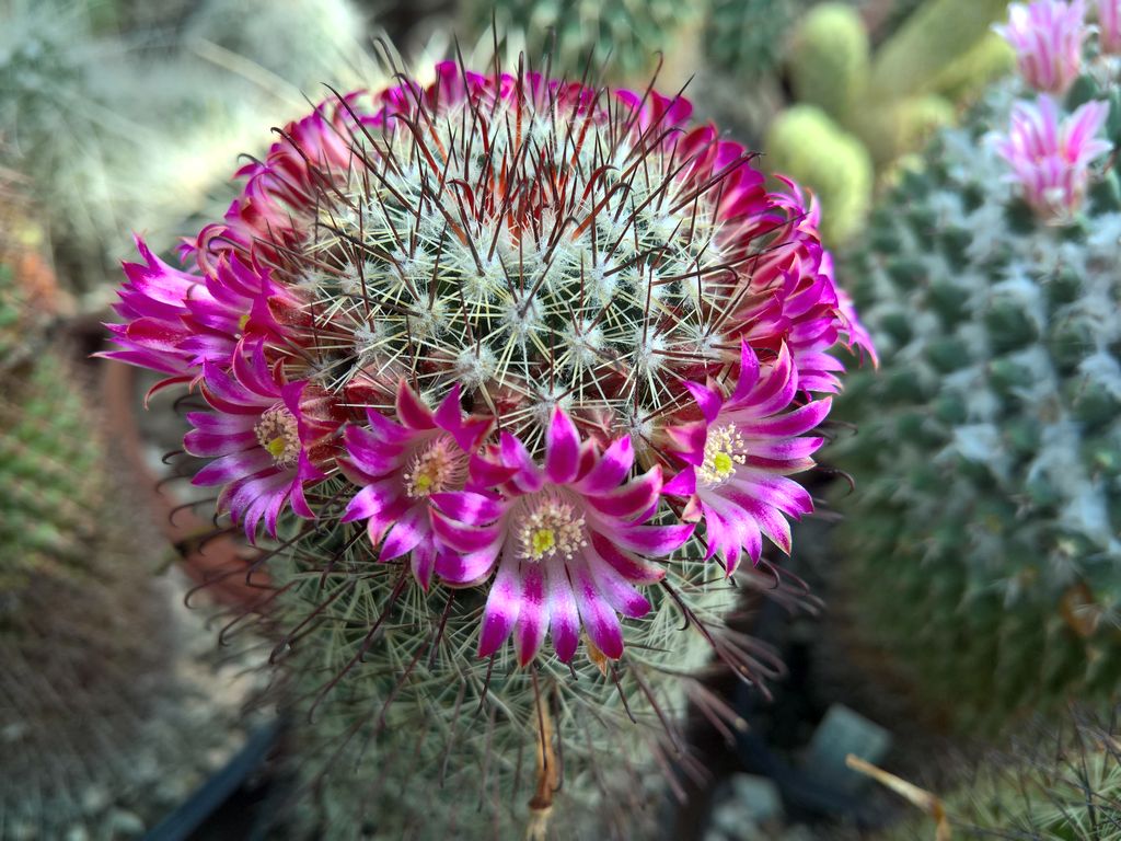 Mammillaria hubert-mulleri